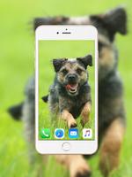 Border Terrier Wallpaper Affiche