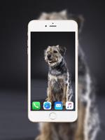 Border Terrier Wallpaper স্ক্রিনশট 1