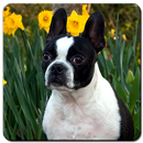 Boston Terrier Wallpaper HD aplikacja