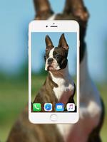 Boston Terrier Wallpaper ポスター