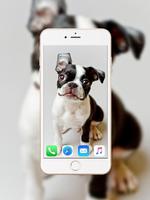 Boston Terrier Wallpaper capture d'écran 2
