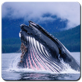 Blue Whale Wallpaper HD