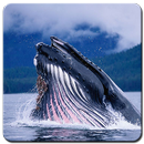 APK Blue Whale Wallpaper HD