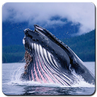 Blue Whale Wallpaper أيقونة