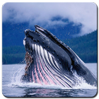 Blue Whale Wallpaper icono