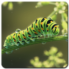 Caterpillar Animal Wallpaper HD icône