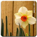 Daffodil Wallpaper HD APK