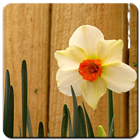 Daffodil Wallpaper HD icône