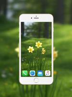Daffodil Wallpaper HD capture d'écran 3