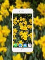 Daffodil Wallpaper HD capture d'écran 1