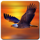 Eagle Wallpaper HD 아이콘
