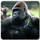 Gorilla Wallpaper HD aplikacja