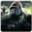 Gorilla Wallpaper HD APK