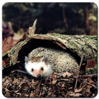 Hedgehog Wallpaper-icoon