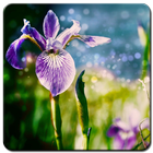 Iris Flower Wallpaper HD آئیکن