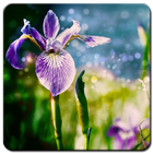 Iris Flower Wallpaper HD icono