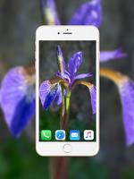 Iris Flower Wallpaper HD পোস্টার