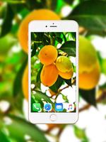 Mango Wallpaper syot layar 1