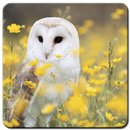 Owl Wallpaper HD aplikacja
