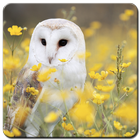 Owl Wallpaper आइकन