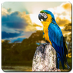 Parrot Wallpaper HD
