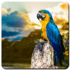 Parrot Wallpaper simgesi