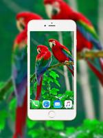 Parrot Wallpaper Ekran Görüntüsü 2