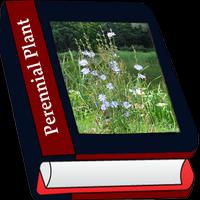 Perennial Plant gönderen