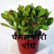 लाभदायक चमत्कारी पौधे