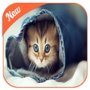 Silly Cat HD Fonds d'écran APK