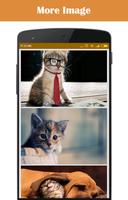 愚かな猫のHD壁紙 スクリーンショット 2