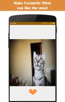愚かな猫のHD壁紙 スクリーンショット 3