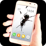 Ants on screen - prank icône