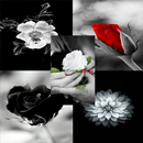 Black and white flowers-APK