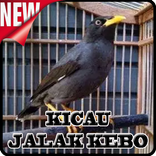 Pikat Jalak Kebo Offline