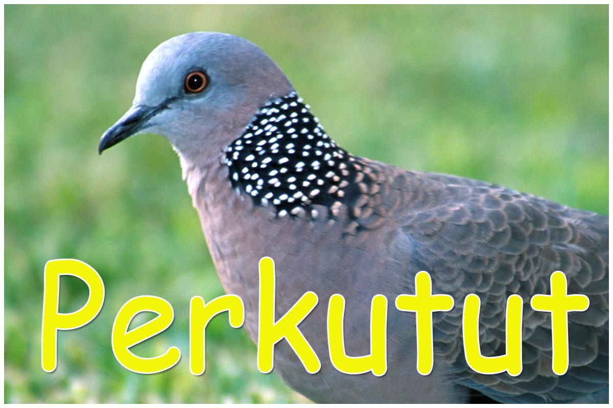 8000+ Gambar Burung Tekukur Gratis 8000+ Gambar Burung Tekukur Gratis