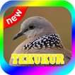 BURUNG TEKUKUR TERBAIK MP3