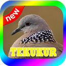 BURUNG TEKUKUR TERBAIK MP3 APK