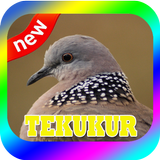 BURUNG TEKUKUR TERBAIK MP3 icône