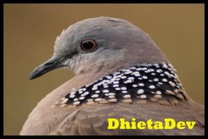 BURUNG TEKUKUR TERBAIK MP3 تصوير الشاشة 2