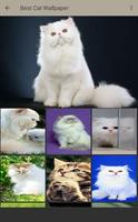 Persian Cat Wallpaper screenshot 2