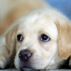 Cute Dogs Labrador HD Thèmes Fond d'écran icône