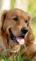 Cute Dogs Labrador HD Thèmes Fond d'écran Affiche