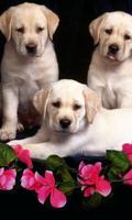 Cute Dogs Labrador HD Thèmes Fond d'écran capture d'écran 1