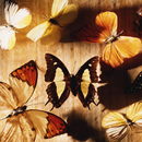 Butterfly Themes for Android FREE APK