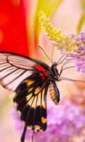 Butterfly Themes for Android FREE 스크린샷 2