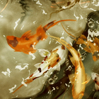 Koi Pond 3D live Wallpapers biểu tượng