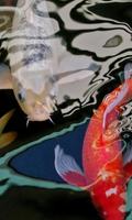 Koi Pond 3D live Wallpapers screenshot 1