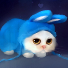 3D Cute Cat Live Обои иконка