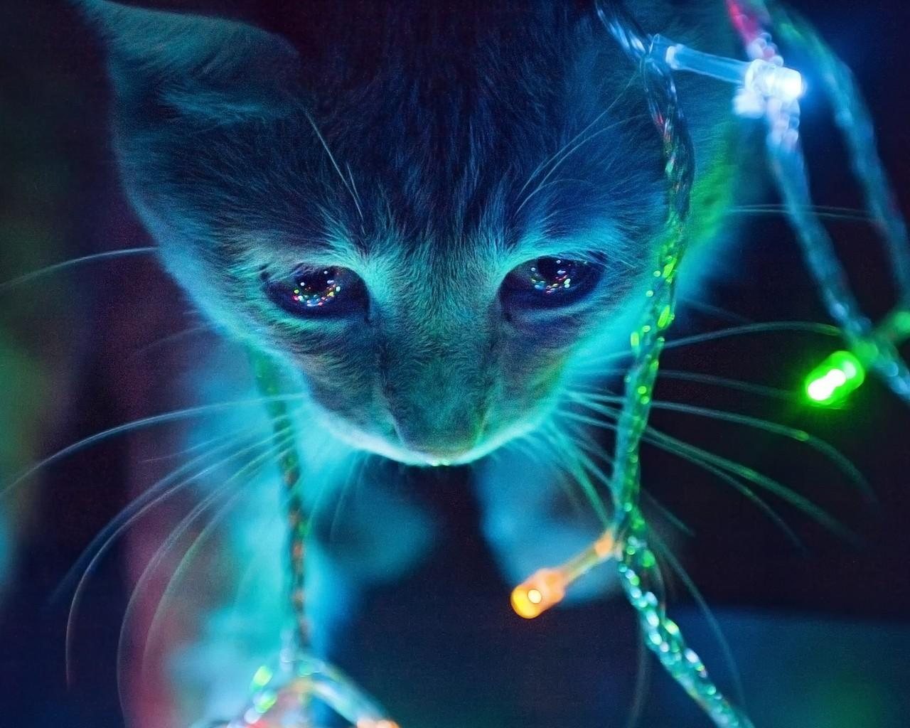 Android 用の 3dかわいい猫のライブ壁紙のテーマ Apk をダウンロード